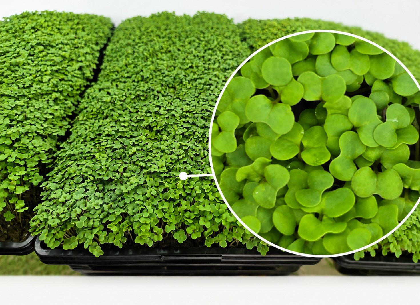 Brokkoli Microgreens als Nahaufnahme
