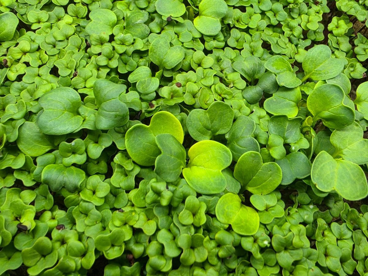 Garden Mix Microgreens