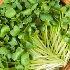 Rettich Microgreens