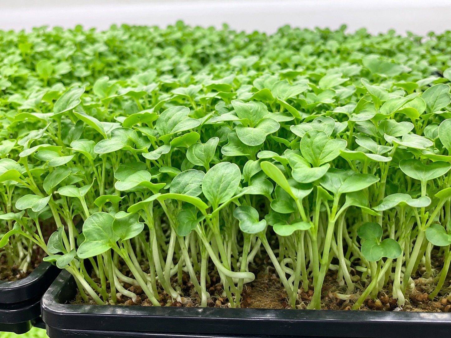 Rettich Microgreens als Nahaufnahme
