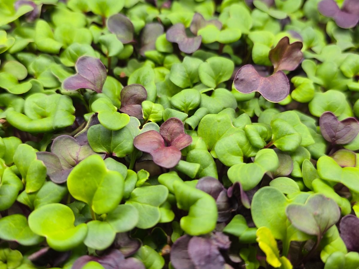 Spicy Mix Microgreens