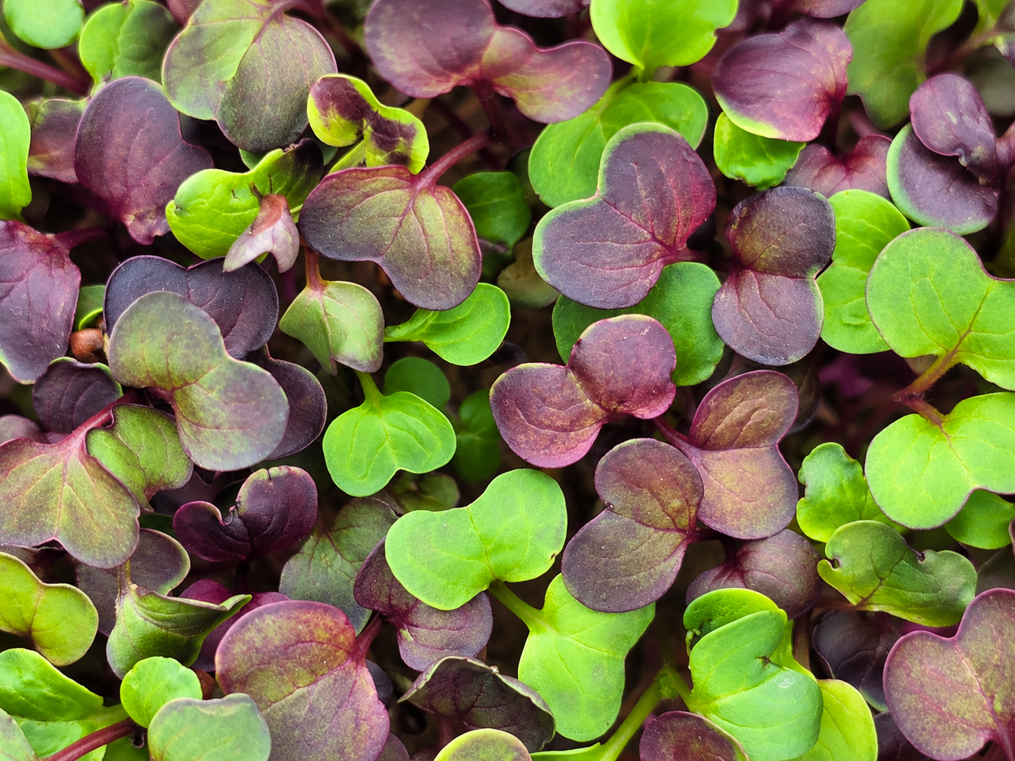 Vulcano Radieschen Microgreens im Live Tray