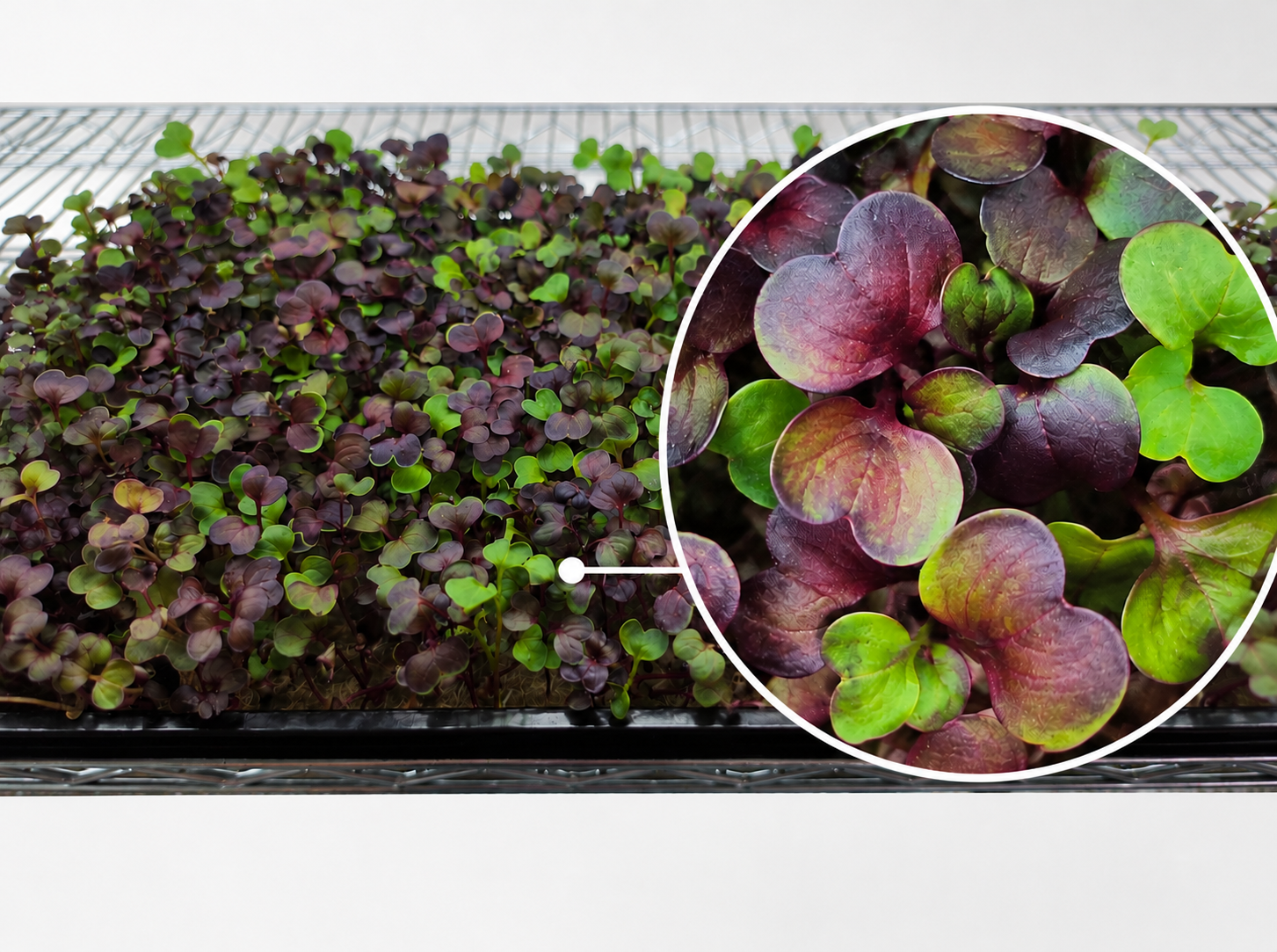 Vulcano Microgreens als Nahaufnahme